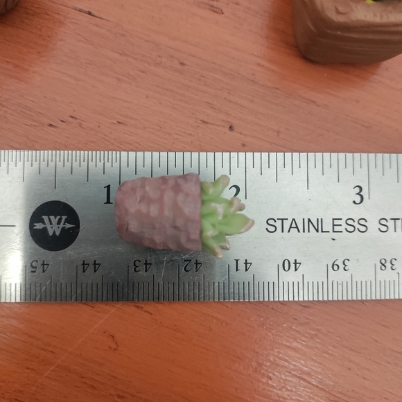 6 Polymer clay & tiger maple potted plants - Picture 9 of 11